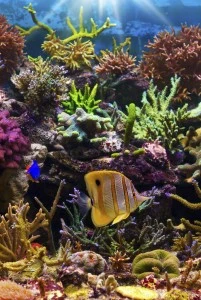 Underwater Scene - Credit- iStock - 139944247