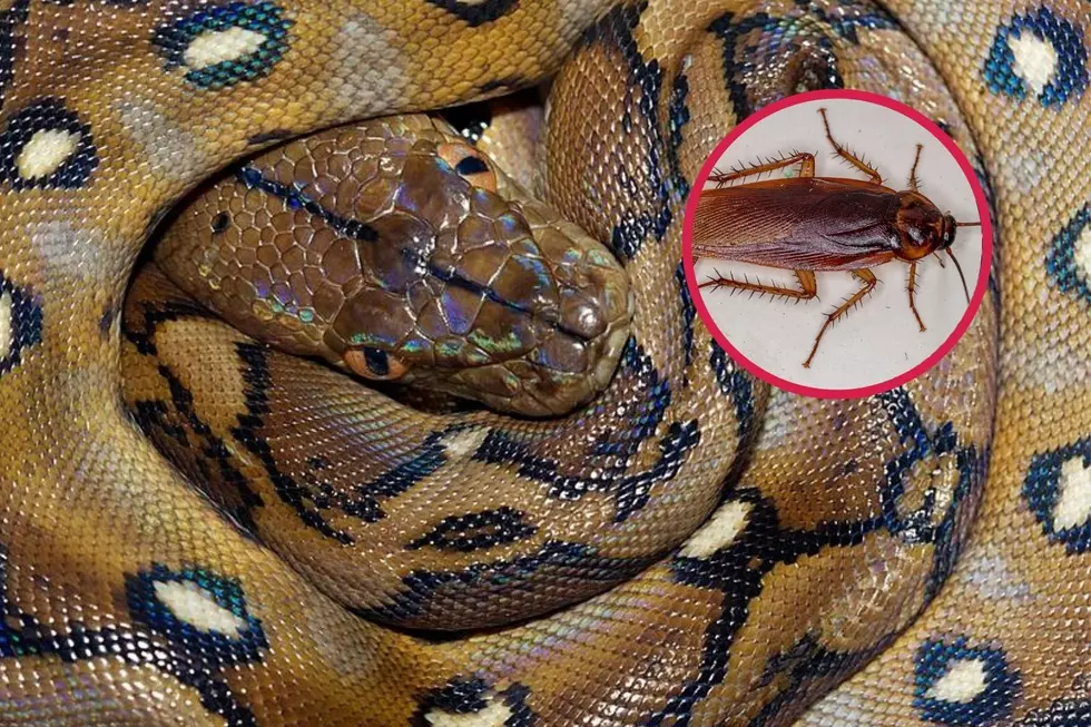 You Can Name a Cockroach After an Ex and Watch a Snake Eat It on Facebook Live
