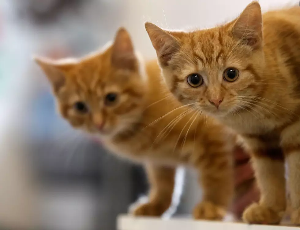 Vanderburgh Humane in Need of Resale Shop Volunteers