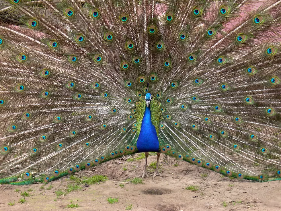 The Real Reason Peacocks Scare Me