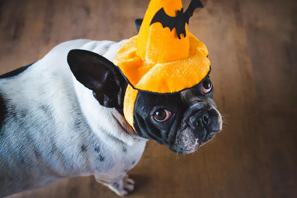 How Protect Your Pet During Halloween