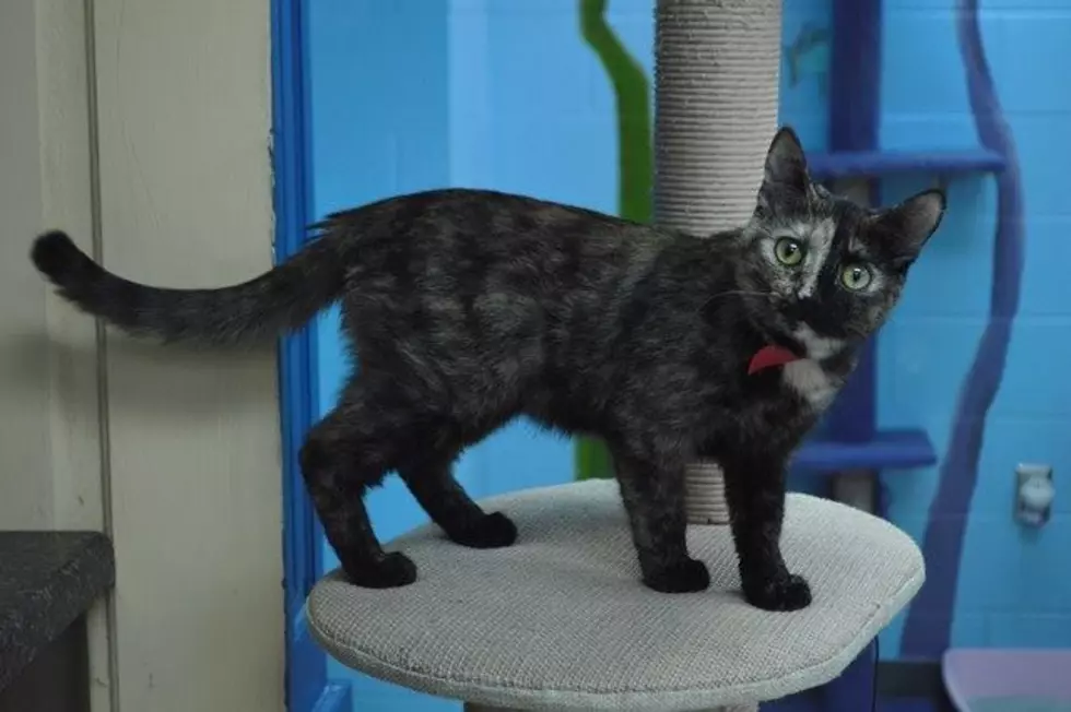 Cat Cafe To Open in Evansville!