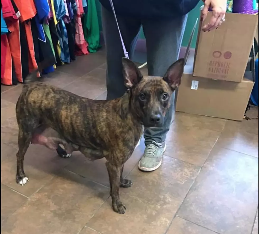 Local Animal Shelter Needs Your Help Finding Missing Puppies