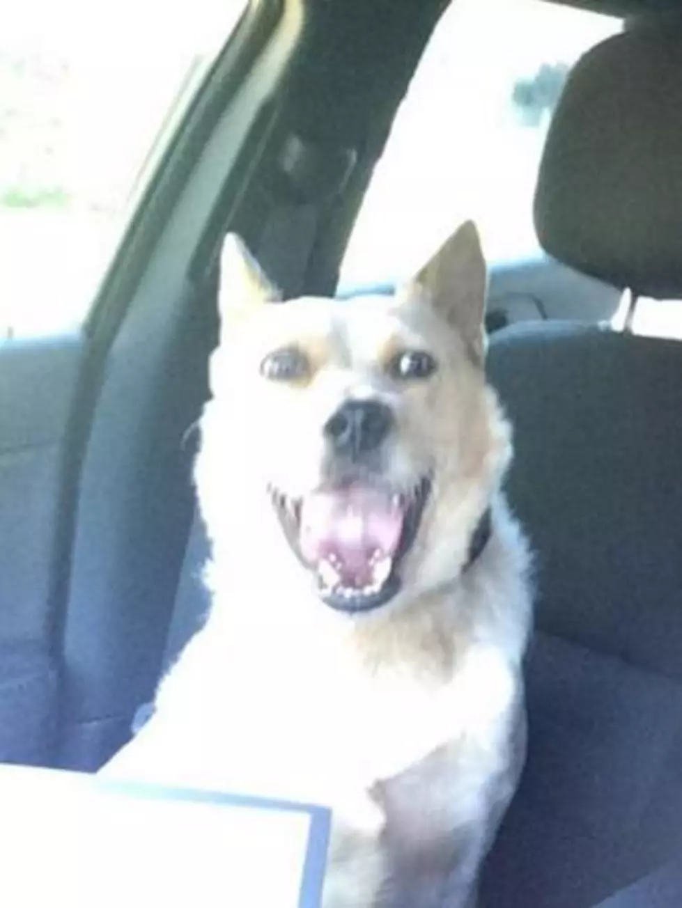Evansville Police Department Hire a Cute New Pawtrolman!