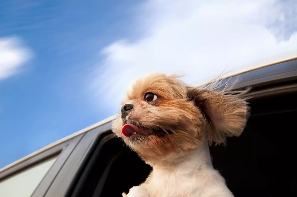 Doggy Dates – Vanderburgh Humane Introduces “Mutt’s Morning Out”