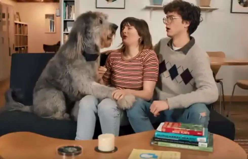 You Can Get A Dog Collar That Will Cuss When Your Dog Barks