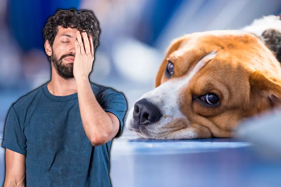 25 Unusual Things Pets Have Eaten That Somehow Didn’t Obliterate Their Insides