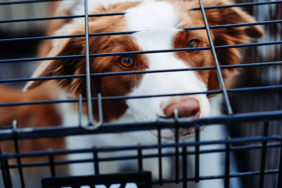 14 Animal Shelters Across Indiana Are Hosting $50 Adoption Fees Throughout July