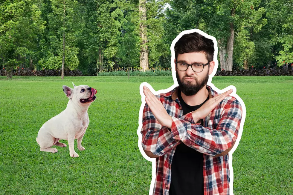 Ruh Roh! Five Things You Shouldn’t Do as a New Dog Parent