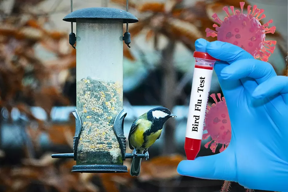 Reports of Avian Flu in Indiana Should You Take Down Your Bird Feeders?