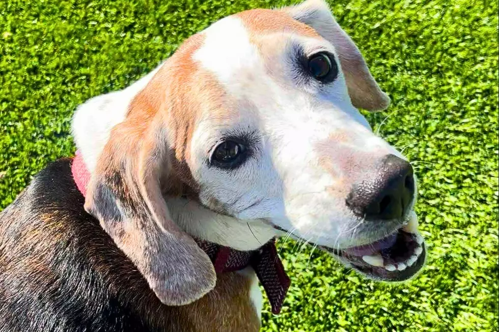 Chip is a Sweet Old Man Looking for his Forever Home in the Evansville Area