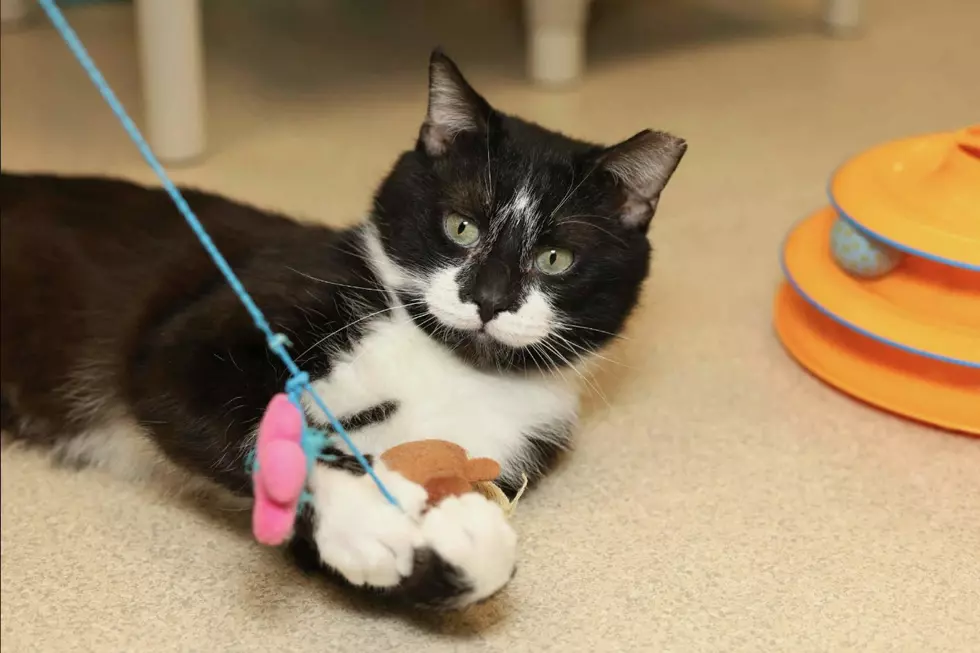 Prosciutto Wants to Be a Part of Your Charcuterie of Adorable Pets!