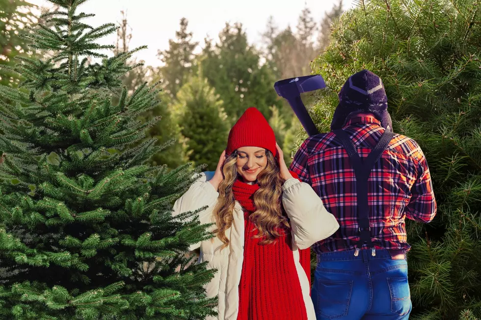 Find Your Christmas Tree in Shawnee National Forest