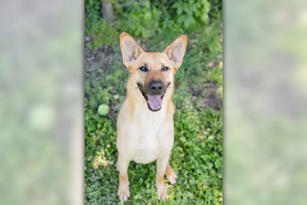 Meet Torvi! The Warrick Humane Society Pet of the Week