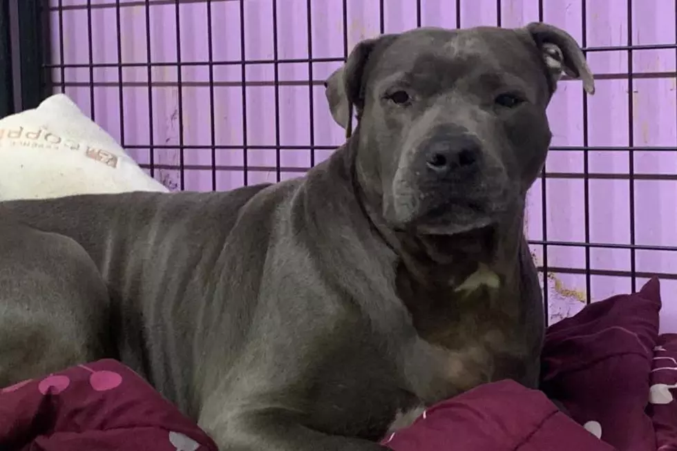 After Nearly Five Years in an Evansville Shelter One Lucky Senior Dog Finds Her Happily Ever After