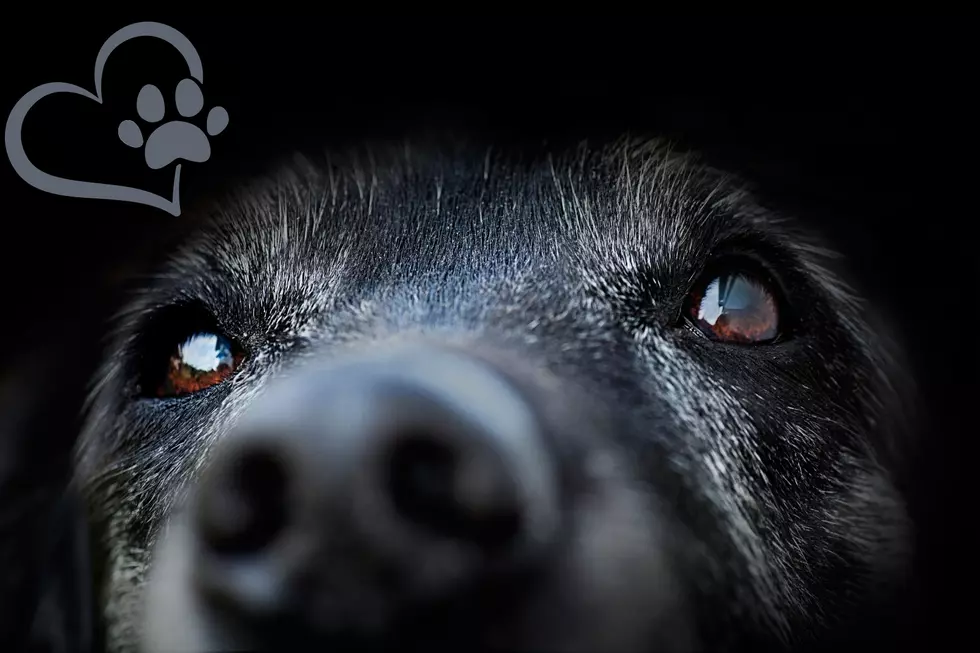 Viral Post Shares Why Senior Dogs Are So Special to Our Lives