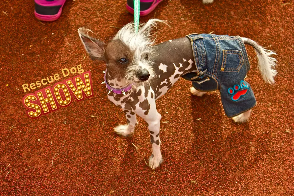 Join Us for The 2nd Annual Muttsminster Rescue Dog Show August 26th