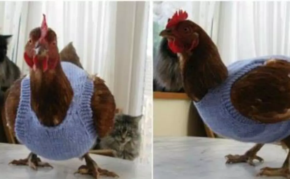 Chicken Sweaters Are Now Actually a Thing – That YOU Can Make!