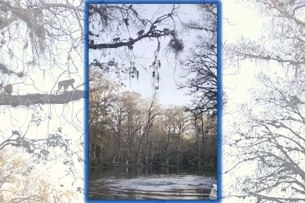 WATCH: KY Spring Breakers Heading to Florida…Don’t Miss the Belly-Flopping Monkeys