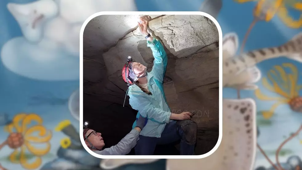 New Species of Ancient Extinct Shark Discovered in Kentucky’s Mammoth Cave