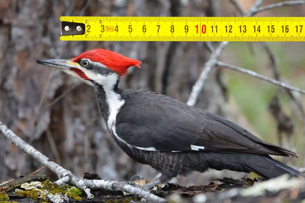 Indiana Bird’s Incredibly Long Tongue Makes Even Gene Simmons Jealous